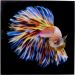 Картина на склі Electric Betta Fish 100х100 см.