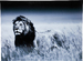 Картина на стекле Lion King Standing 120x160 см