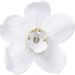 Настінна прикраса Orchid White 54 см.