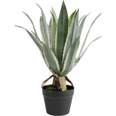 Декоративное растение Agave 50cm 55925 в Киеве купить kare-design мебель свет декор